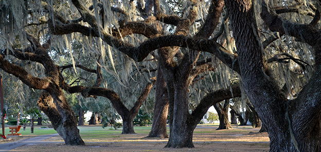 spanish moss tree