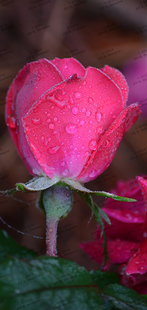 tears on a pink rose