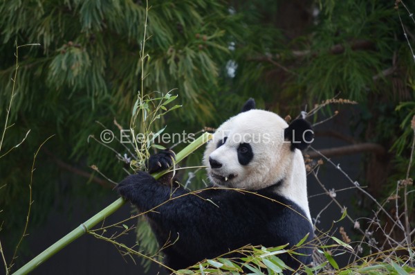 bamboo-snack-1