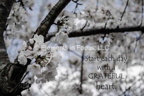 grateful-heart-cherry-blossom