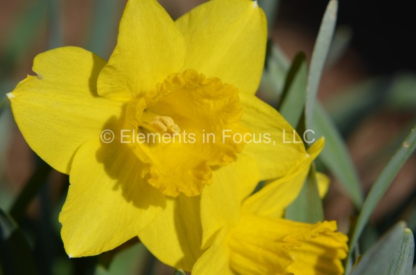 bright-daffodil
