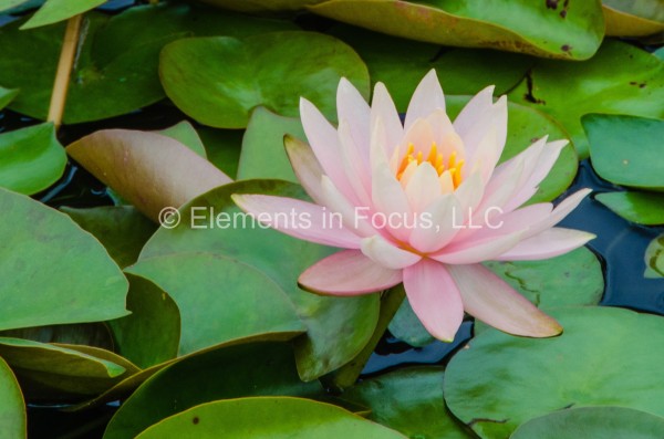 lily-pond-flower