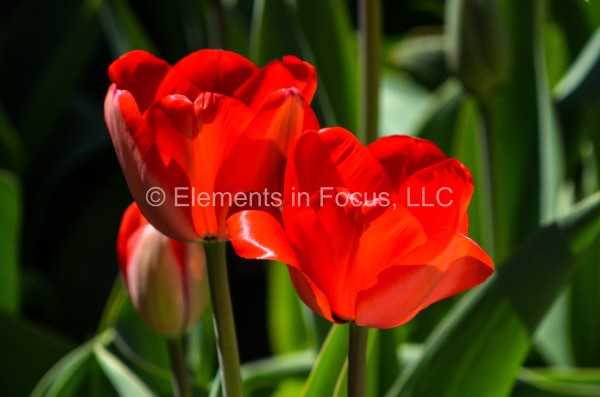 red-tulips-2