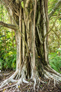 Banyan Tree