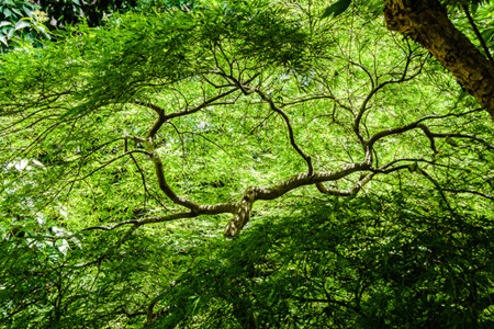 Inside the branches