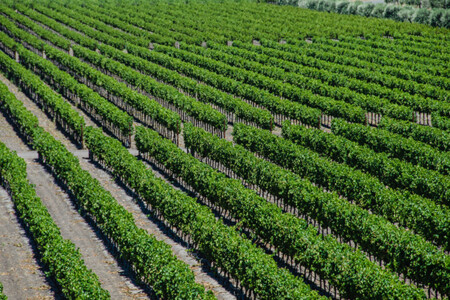 Winery