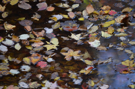 leaves