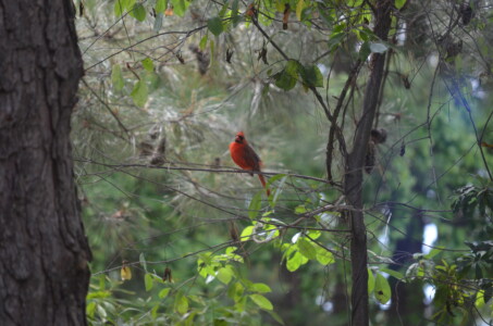 mr-cardinal-2