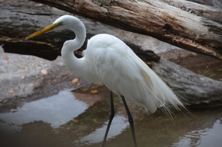 white-heron
