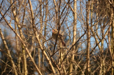harbinger