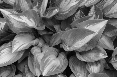 bw-hosta