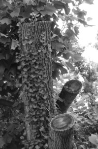 vines