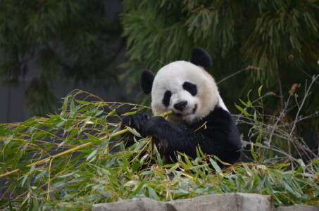 bamboo-snack-2