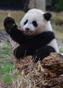 hi
