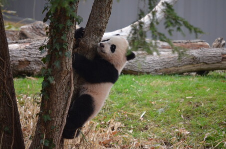 the-climb
