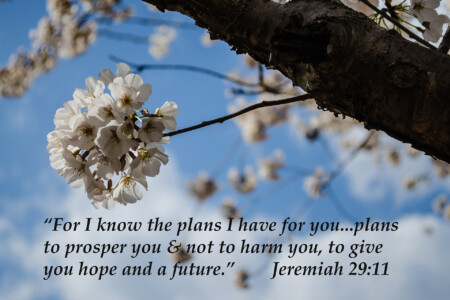 cherry-blossom-with-branch-jeremiah