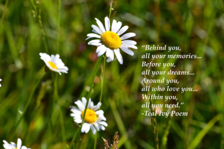 daisy-quotes_teal-ivy