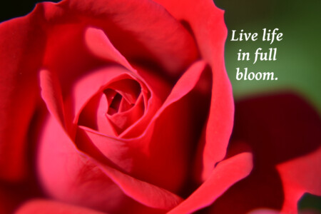 rose-painting-w-quote