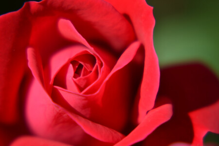 rose-painting