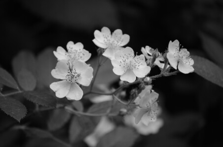 apple-blossom
