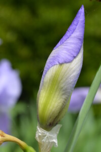 closed-iris-2