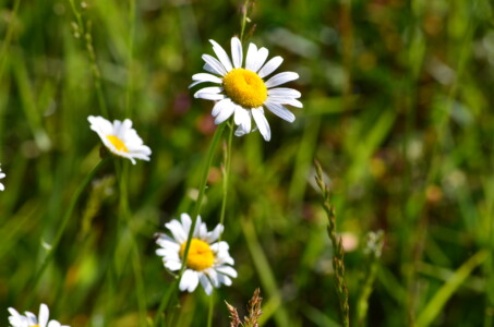 daisies