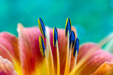 maine-flower
