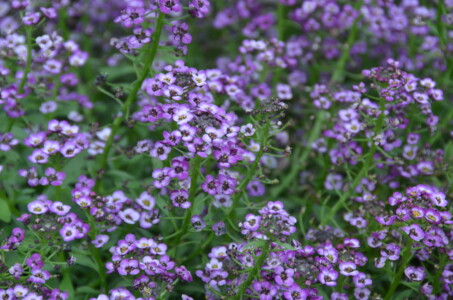 purple