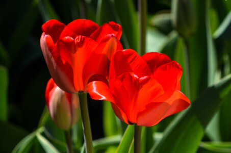 red-tulips-2
