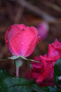 tears-on-a-rose