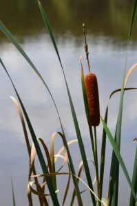 cattail-portrait