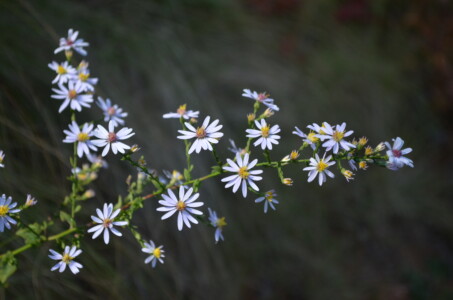 mountain-wildflower