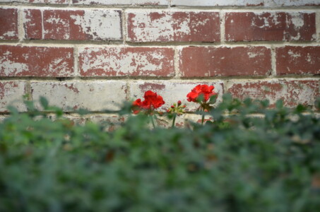 red-surprise