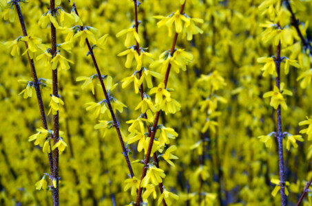 spring