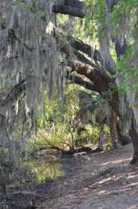lone-spanish-moss-2