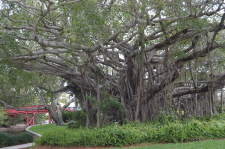 bridge-to-the-banyan-tree-2