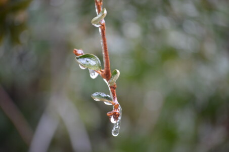drip-2