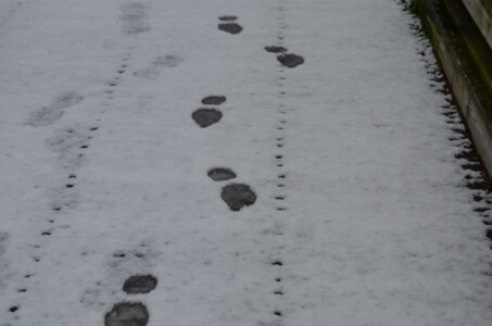 footprints