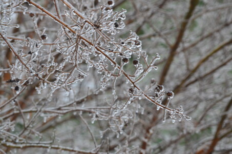 frozen-berries-1-2