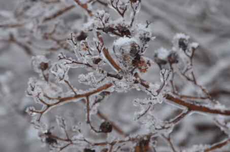 frozen-berries-2-2