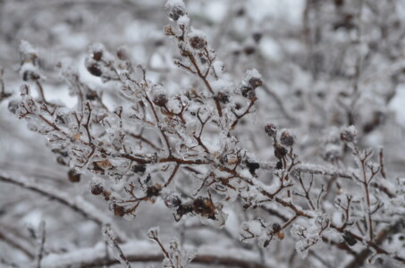 frozen-berries-3-2