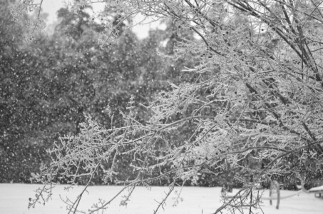 frozen-crepe-myrtle-2