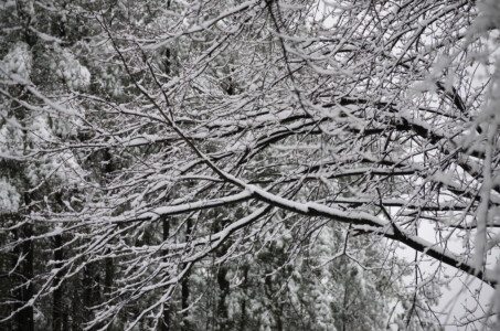 frozen-spring-buds