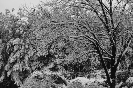 winter-wonderland-2