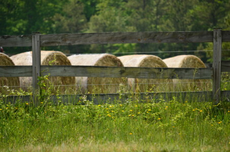 fenced-in