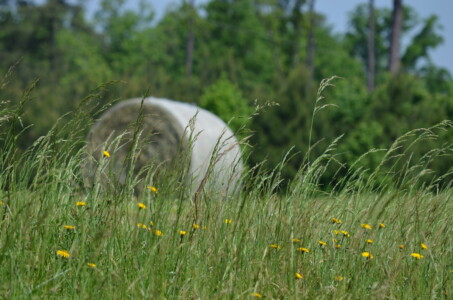 hay-roll-1