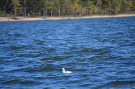 Floating Along