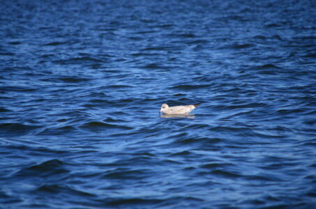 Floating Along 2