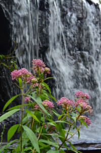 flowers-falls-2