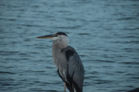 heron-on-the-lake